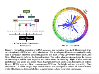 Hierarchical Encoding for mRNA Language Modeling (HELM): A Novel Pre-Training Strategy that Incorporates Codon-Level Hierarchical Structure into Language Model Training