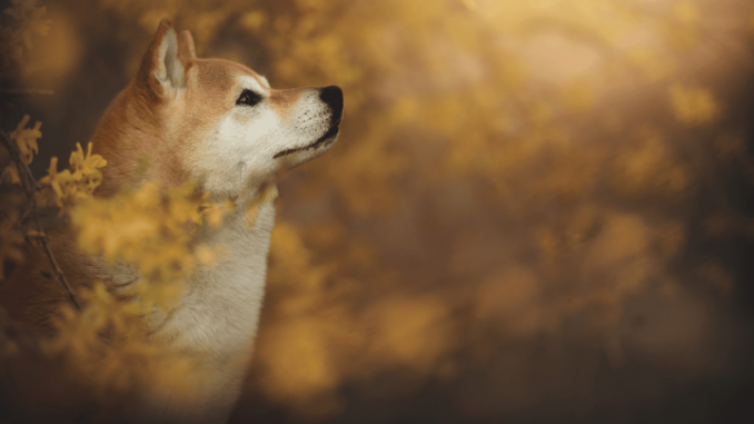 Shiba Inu Enters Top 10 by Surpassing TRX, TON Following Shiba Inu Enters Top 10 by Surpassing TRX, TON Following Weekend Surge