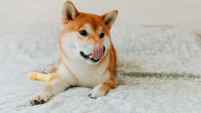 Shiba Inu Price Poised For Massive 17X Explosion As SHIB Shiba Inu